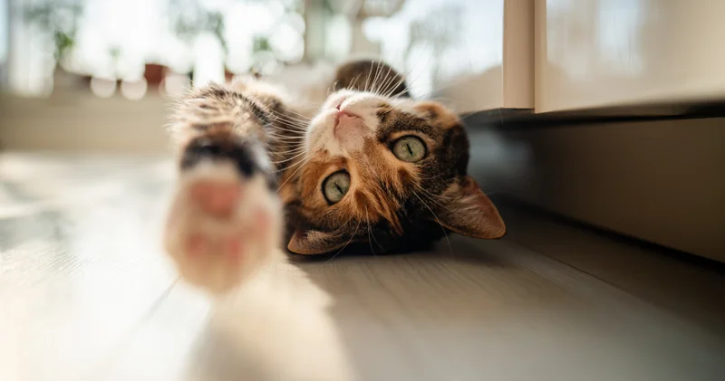 Kanser tedavisinde yeni umut evcil kediler Haberler Sağlık Haberleri