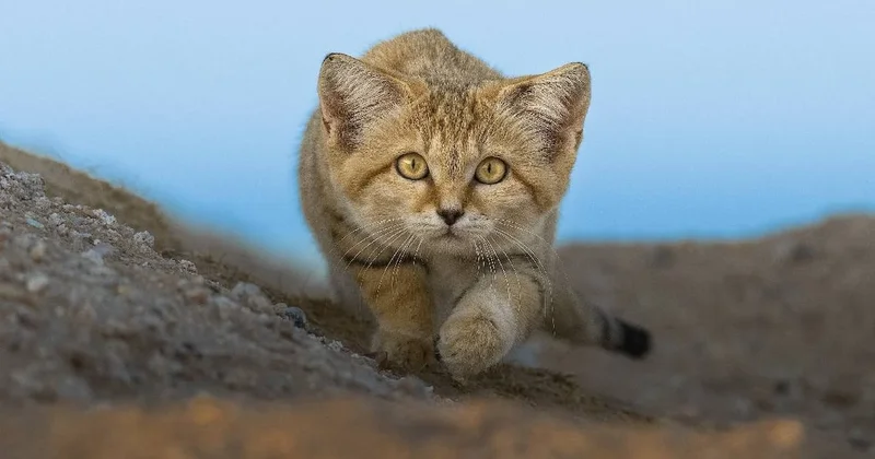 Köpek gibi havlayan kedi türü: Sadece çölde yaşıyorlar Sözcü Gazetesi