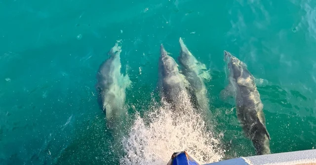 Balıkçı teknesine eşlik eden yunuslar kamerada Samsun Haberleri