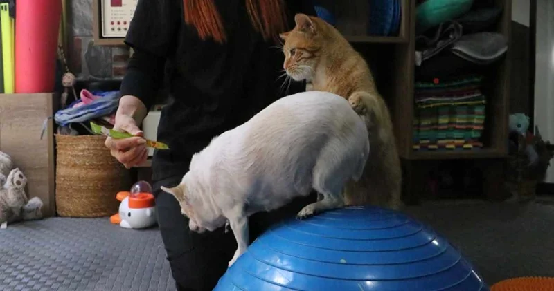 Obez ikiz köpekler zayıflamak için spor ve pilates yapıyor