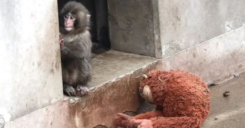 Yavru maymun Punch ın son görüntüsü izleyenleri üzdü