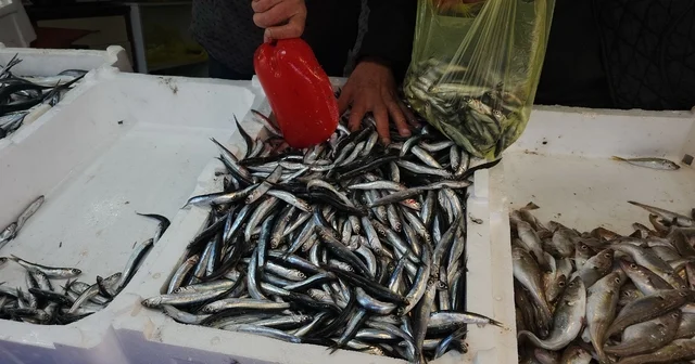 Zonguldak ta limandan 500 ton hamsi çıktı Zonguldak Haberleri