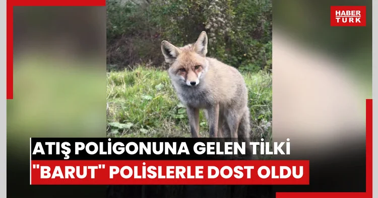 Atış poligonuna bitkin halde gelen tilki Barut polislerle dost oldu