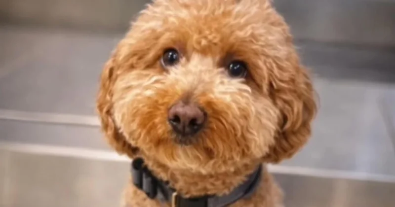 Uçağa binebilmek için, köpeğini havaalanında terk etti