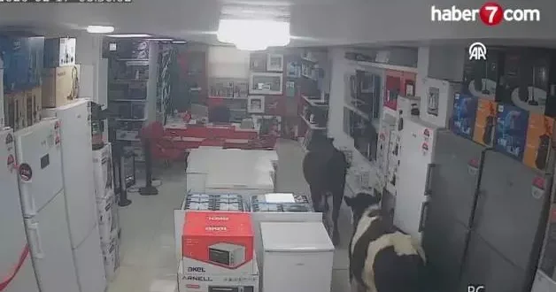 Batman da sahibinden kaçan ineklerin bir iş yerine girdiği anlar kamerada