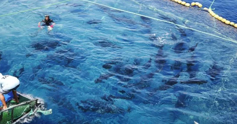 Denizin altında kaynıyormuş! Türk balıkçılar bir saatte kilolarca yakaladı Sözcü Gazetesi