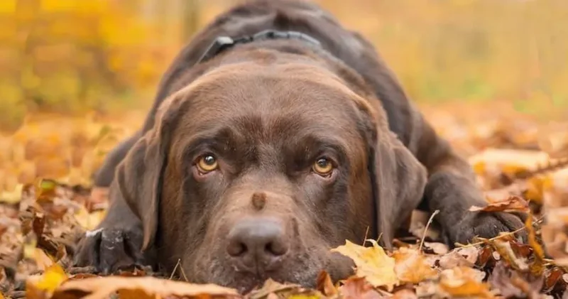 Köpekleri hayat kurtardı: Sahiplerinin iki kanserini birden fark etti
