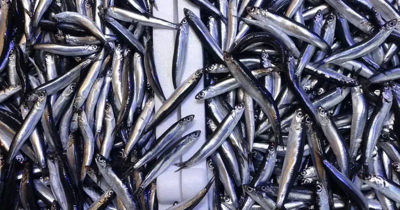 Hamsinin tahtını devirdi! İşte sofralarda en çok yenen balık