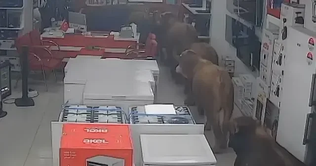 Batman’da kaçan inekler beyaz eşya mağazasına girdi VİDEO İZLE