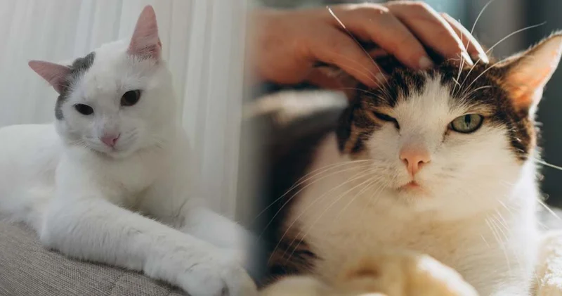 Kanser araştırmalarında çığır açan keşif! Umut evimizdeki kedilerde mi?