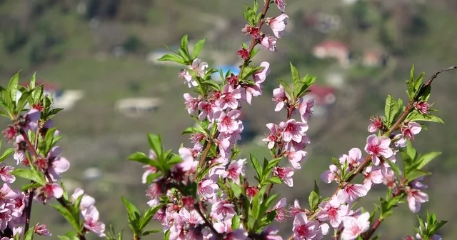 Ordu da yalancı bahar: Meyve ağaçları kışın çiçek açtı Ordu Haberleri
