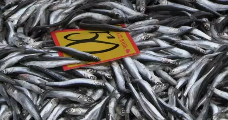 Tezgahlar şenlendi! Edirne de hamsinin kilosu 50 liraya düştü