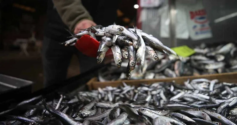 Kilimli Limanı ndan 500 ton hamsi çıktı