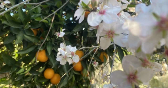 Aksu da badem ağaçları şubat ortasında çiçek açtı Antalya Haberleri