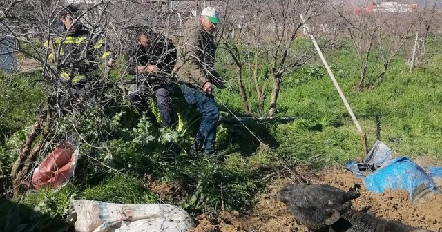 Denizli de foseptik çukuruna düşen inek itfaiye ekiplerince kurtarıldı Denizli Haberleri
