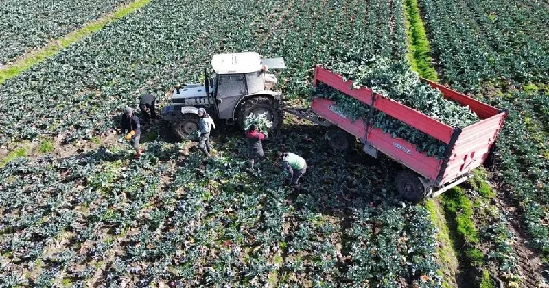 Samsun da hasadı başladı: İstanbul, Bursa ve Ankara ya paket paket gönderiliyor