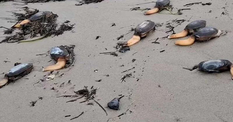 Deniz tabanı patladı, dev midyeler karaya aktı Sözcü Gazetesi
