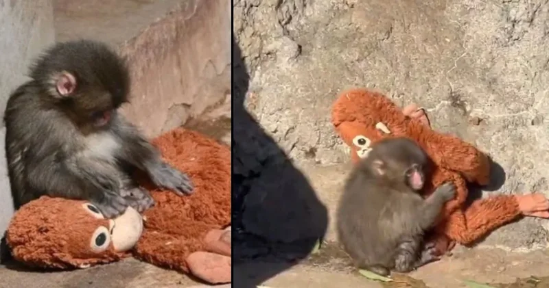 Punch’a saldırı şoku: Görüntüler sonrası yetkililerden açıklama geldi