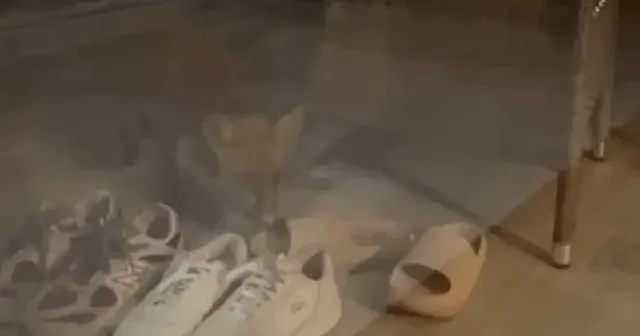 Aydın’da bahçeye giren tilki ayakkabıyla kaçtı VİDEO İZLE