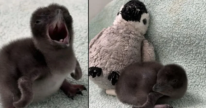 Peluşla teselli bulan penguen gündemde: Herkes Henry’yi konuşuyor