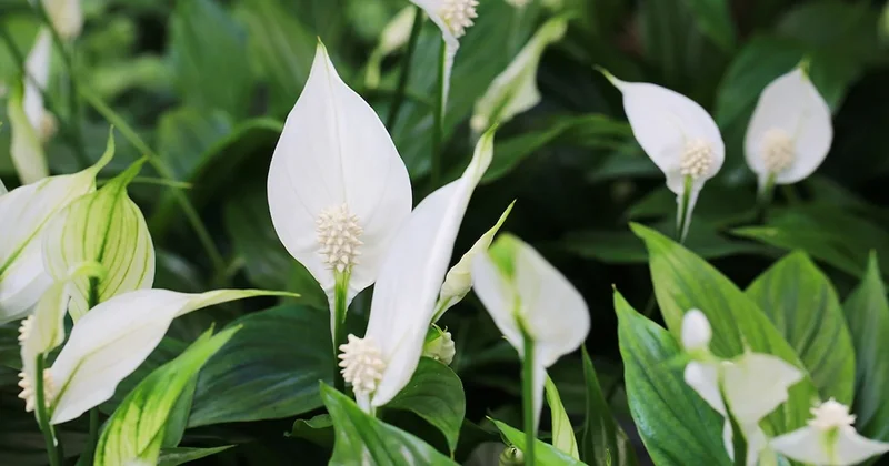 Bilim, evin havasını %90 temizleyen bitkiyi açıkladı Sözcü Gazetesi