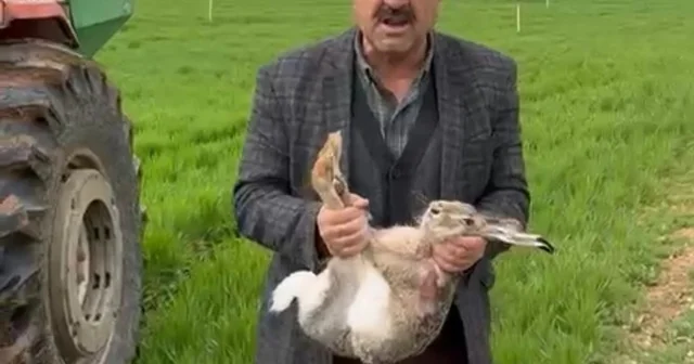 Diyarbakırlı çiftçi, tarlada yakaladığı gebe tavşanı yaşam alanına bıraktı Diyarbakır Haberleri