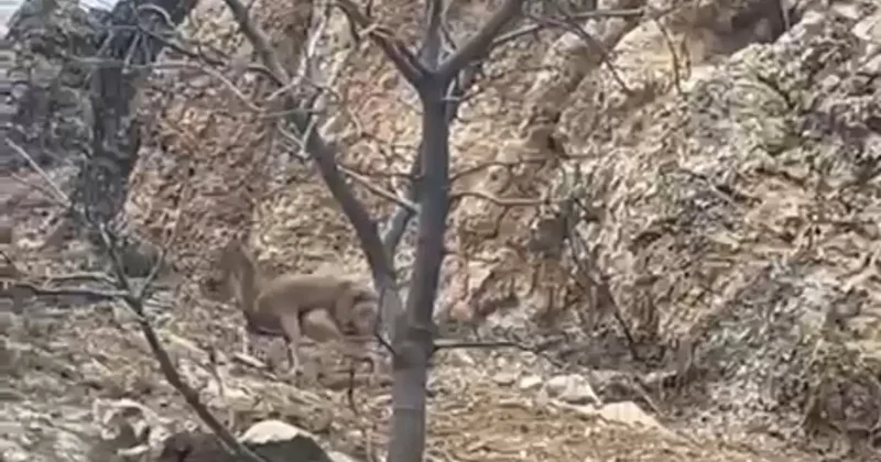 Elazığ’da 3 ayaklı yaban keçisi azmiyle şaşırttı