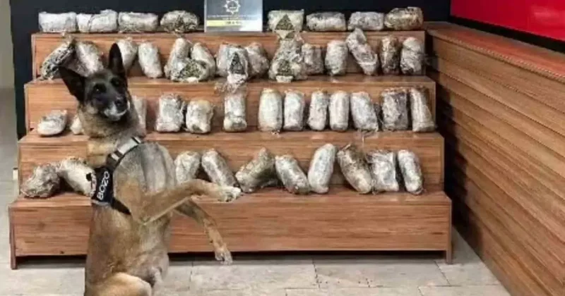 Şanlıurfa’da 17 kilo 550 gram skunk ele geçirildi
