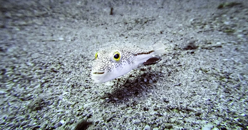 İstilacı türlerle mücadelede yeni düzenlemeler devreye alınıyor İş Yaşam Haberleri