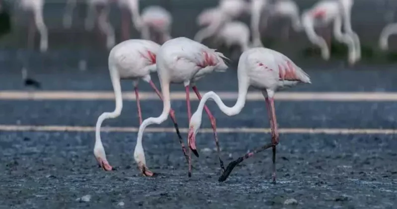 Flamingo cenneti artık ölüm çukuru gibi: Su çekildi yavrular tek tek öldü