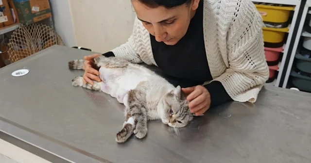 Meme kanseri olan kediden 330 gram tümör temizlendi Osmaniye Haberleri