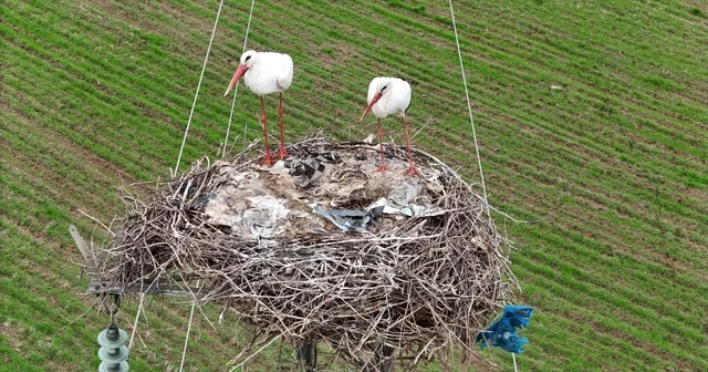 Binlerce kilometre mesafe kateden leylekler yuvalarını Diyarbakır da kuruyor Dicle Nehri, Etiyopya, Somali ve Afrika dan gelen leyleklere ev sahipliği yapıyor Diyarbakır Haberleri