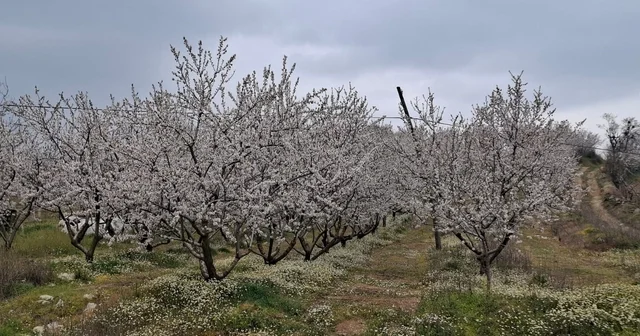 Erken çiçek açan ağaçlar don tehlikesiyle karşı karşıya Manisa Haberleri
