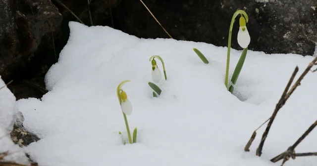 Mart karı kardelenleri yeniden beyaza bürüdü Konya Haberleri