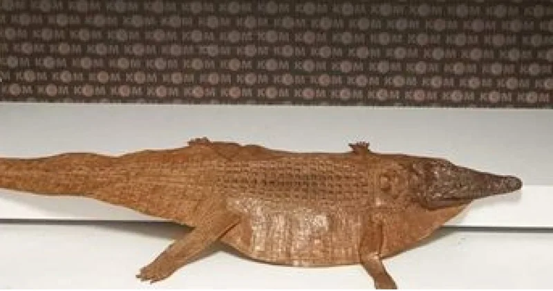 Denetimde timsah derisi bulundu! Son dakika haberleri