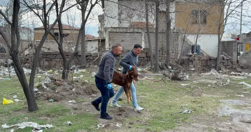 Başıboş köpeğin saldırdığı 3 yaşındaki çocuk ağır yaralandı