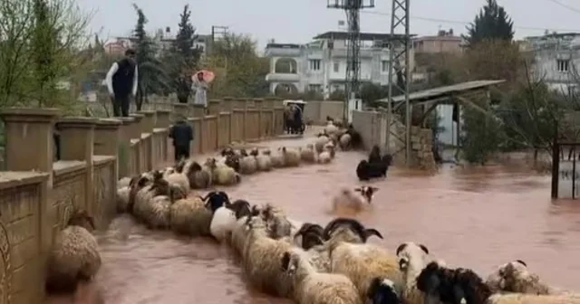 Hatay da kuvvetli yağış günlük yaşamı etkileri: Çoban kuzuları son anda kurtardı Hatay Haberleri