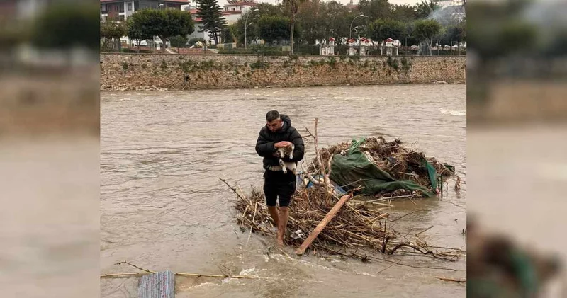 Çalıların üzerinde akıntıya kapılan kedi kurtarıldı
