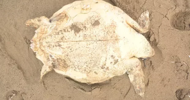 Antalya haberleri Yer: Antalya! Kıyıya vuran ceset tehlikeye dikkat çekti 20 Mart 2026