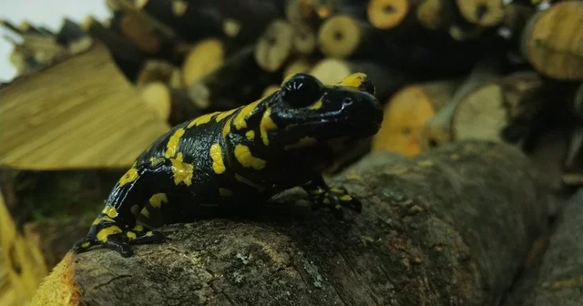 Baharla birlikte Benekli Semenderler çıkmaya başladı; Zarar vermenin bedeli, 557.212 TL Erzincan Haberleri