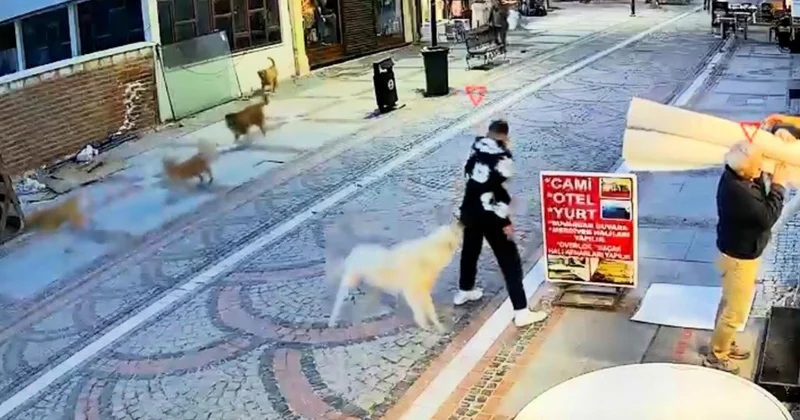 Başıboş köpek saldırdı, 19 yaşındaki genç yaralandı