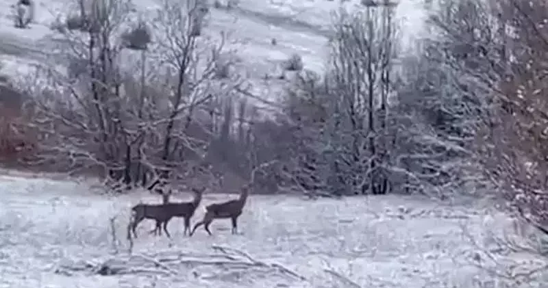 Erzincan Refahiye de kızılgeyikler görüntülendi
