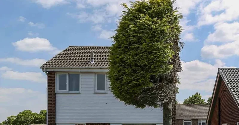 Aradan geçen 25 yılın ardından ağacı dikey olarak kestiler Sözcü Gazetesi