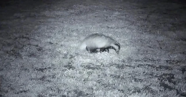Yiyecek arayışındaki porsuk Ganos Dağları nda görüntülendi Tekirdağ Haberleri
