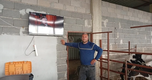Adanalı üreticiden süt verimi için ilginç yöntem İneklerin süt verimi için ahıra televizyon kurdu Adana Haberleri