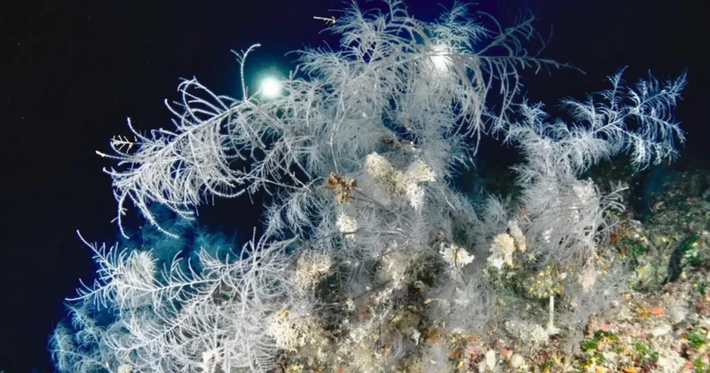 Okyanusun dibinde saklanıyordu: 300 yıllık dev canlı keşfedildi Sözcü Gazetesi