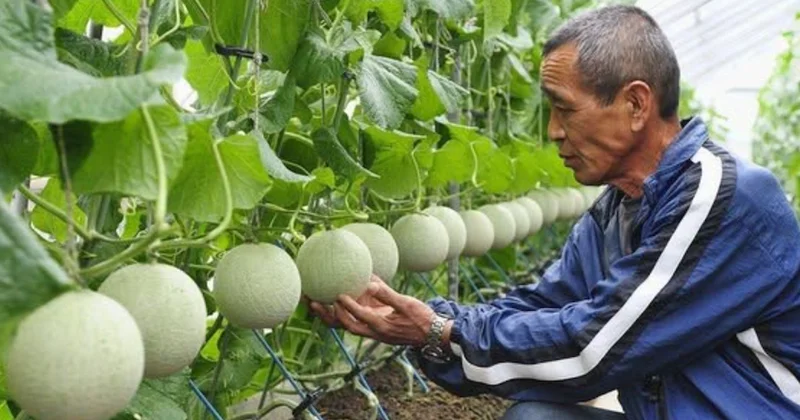 Masaj yaparak yetiştiriyorlar: Tanesi 28 bin TL den satışa çıktı Sözcü Gazetesi