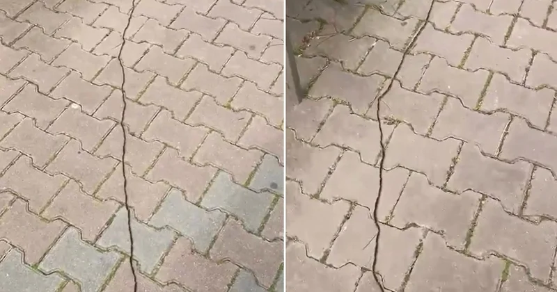 İstanbullular diken üstünde! Çam kese tırtılı böyle görüntülendi