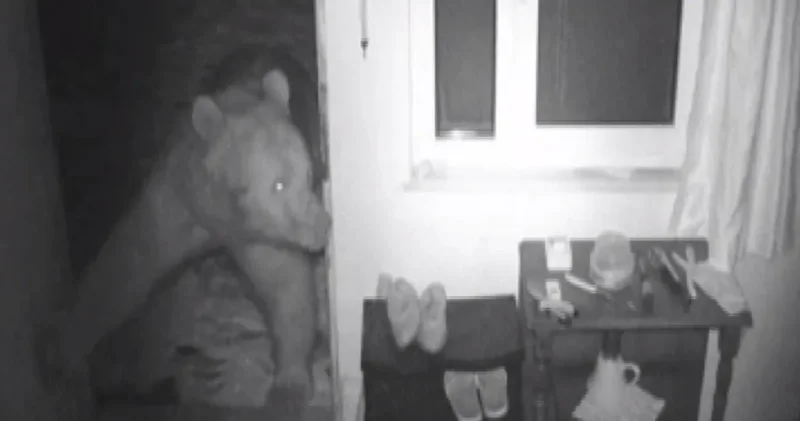 Trabzon da ayılar yayla evlerine dadandı