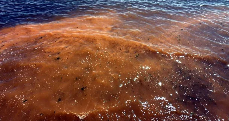 Tekirdağ da alg patlaması: Denizin rengi değişti